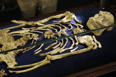 Skeletal remains - In 2007, cave divers happened upon her remarkably preserved remains, which form the oldest, most complete and genetically intact human skeleton in the New World.